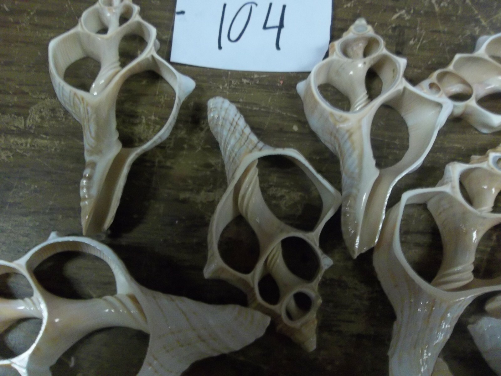 lot of 13 ocean sea shell center cut Fox Conch craft approx 3+ inches  104 Unbranded Does Not Apply - фотография #4
