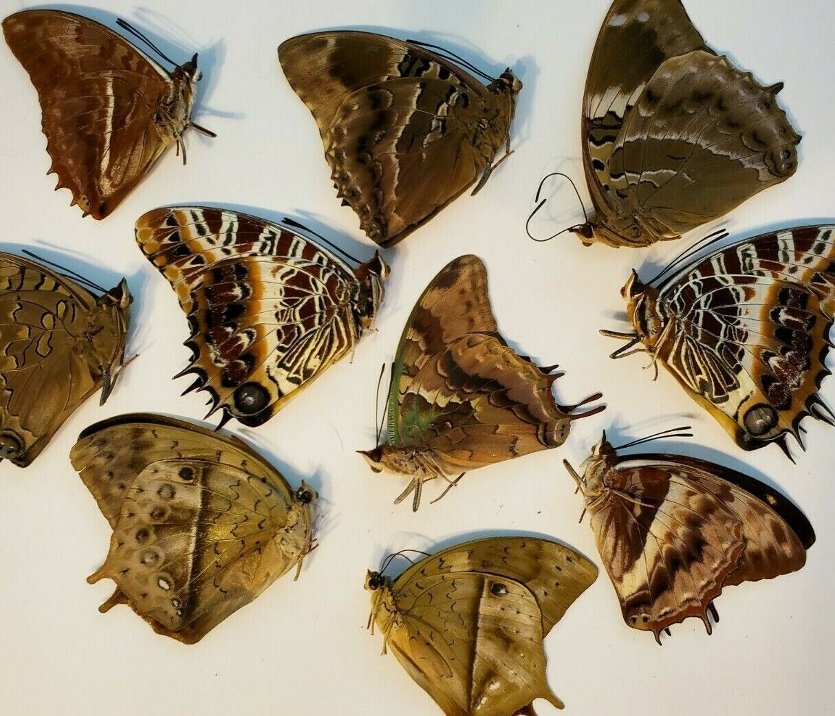 Assortment of 10 STUNNING CHARAXES SPECIMENS, UNSPREAD -  AFRICA Без бренда