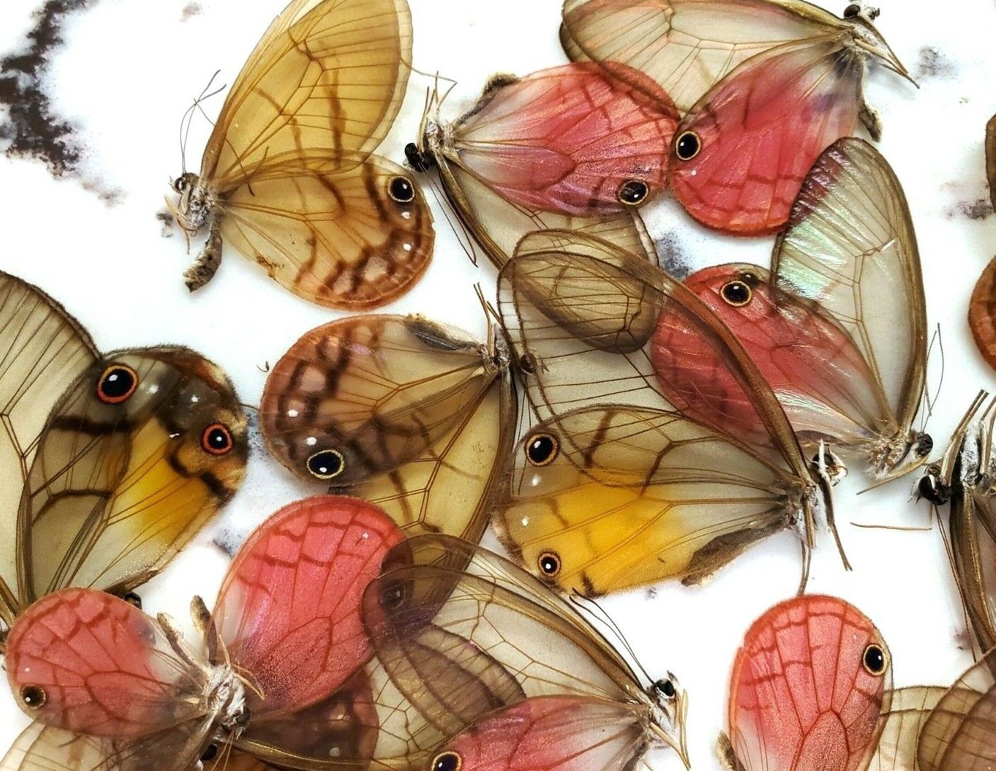 Glasswing Butterfly Mix 25 A1 Pink Cithaerias, Haetera, Ithomia, Greta Species,  Без бренда