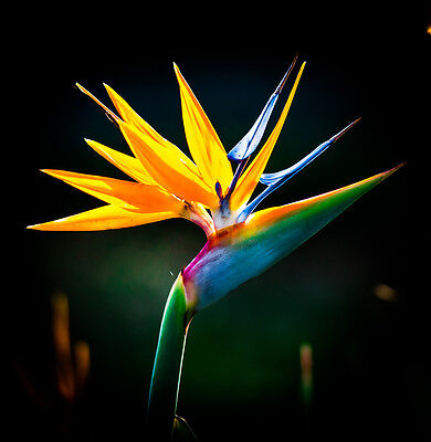 Fresh Cut Flowers Bird Of Paradise imported from CostaRica Без бренда