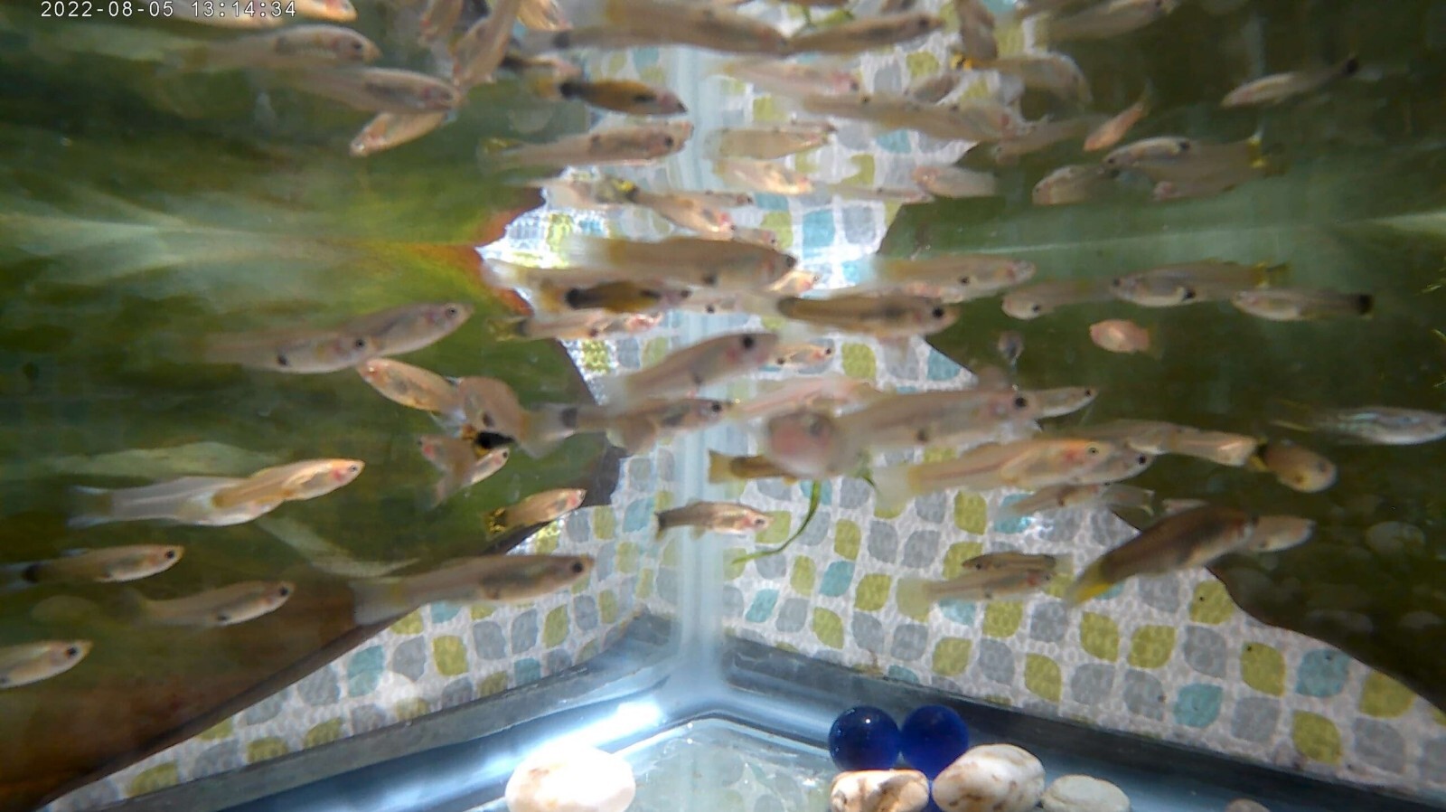 20pk Juvenile Female Guppies MP #020 (FREE SHIPPING) 20PK LITTLE LADIES 20pk Без бренда - фотография #5