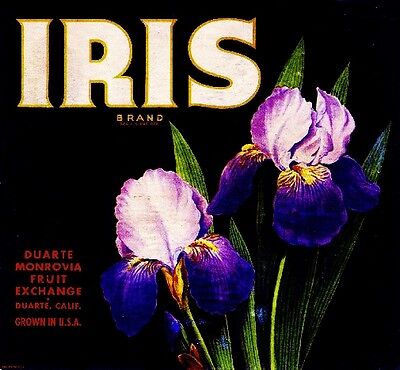 Duarte Iris Flowers #1 Orange Citrus Fruit Crate Label Vintage Art Print IRIS
