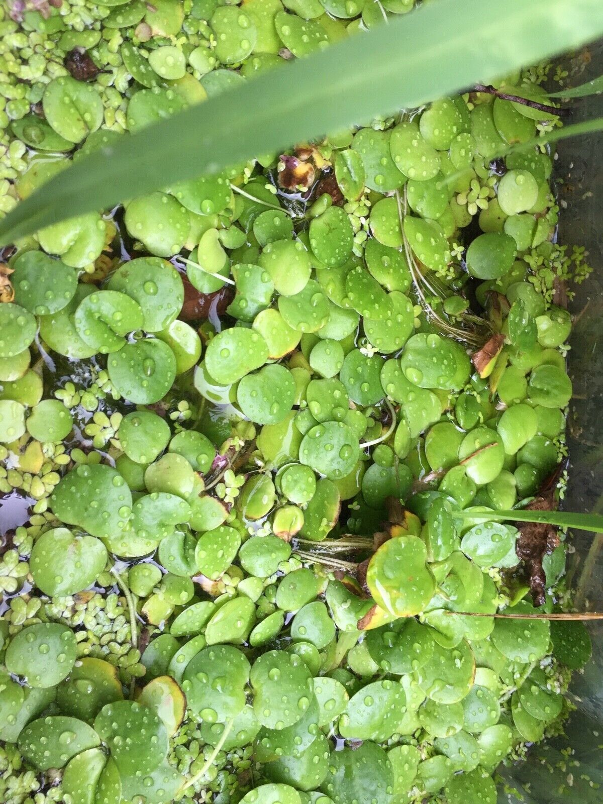 5 outdoor grown small Amazon frogbit(Limnobium laevigatum)Aquatic/Floating plant Без бренда - фотография #4