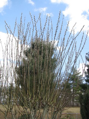 50 piece lot of White Pussy Willow Tree Stems for planting 6 to 8 inch Unbranded - фотография #3