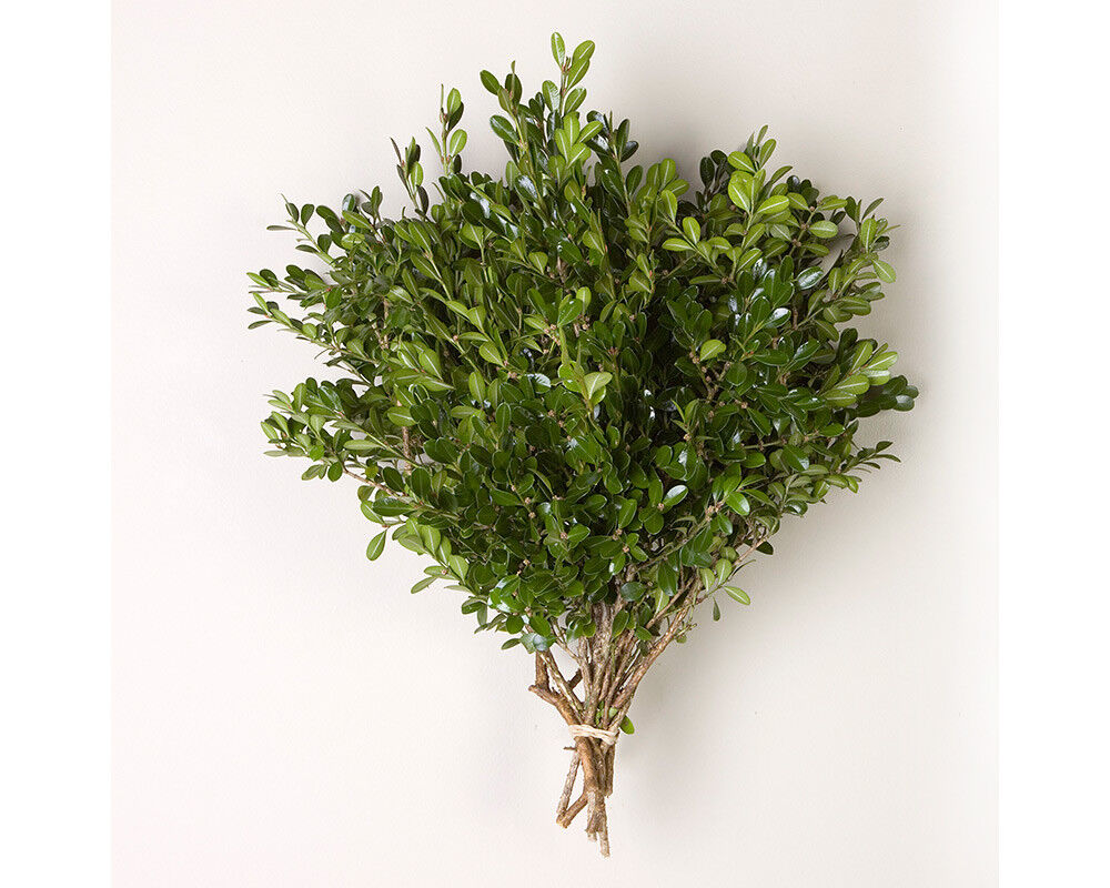Boxwood Bunches Wholesale / Grower Direct Без бренда