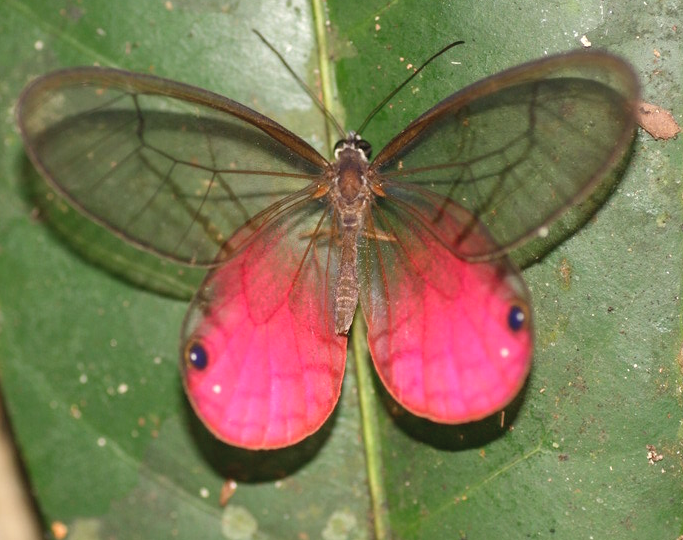 Glasswing Butterfly Mix 25 A1 Pink Cithaerias, Haetera, Ithomia, Greta Species,  Без бренда - фотография #2