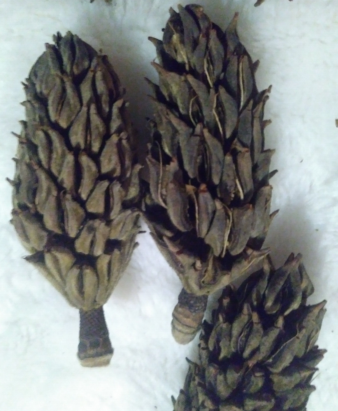 All Natural Real Magnolia seed pods Lot of 12 hand collected    Missouri handpicked locally - фотография #3