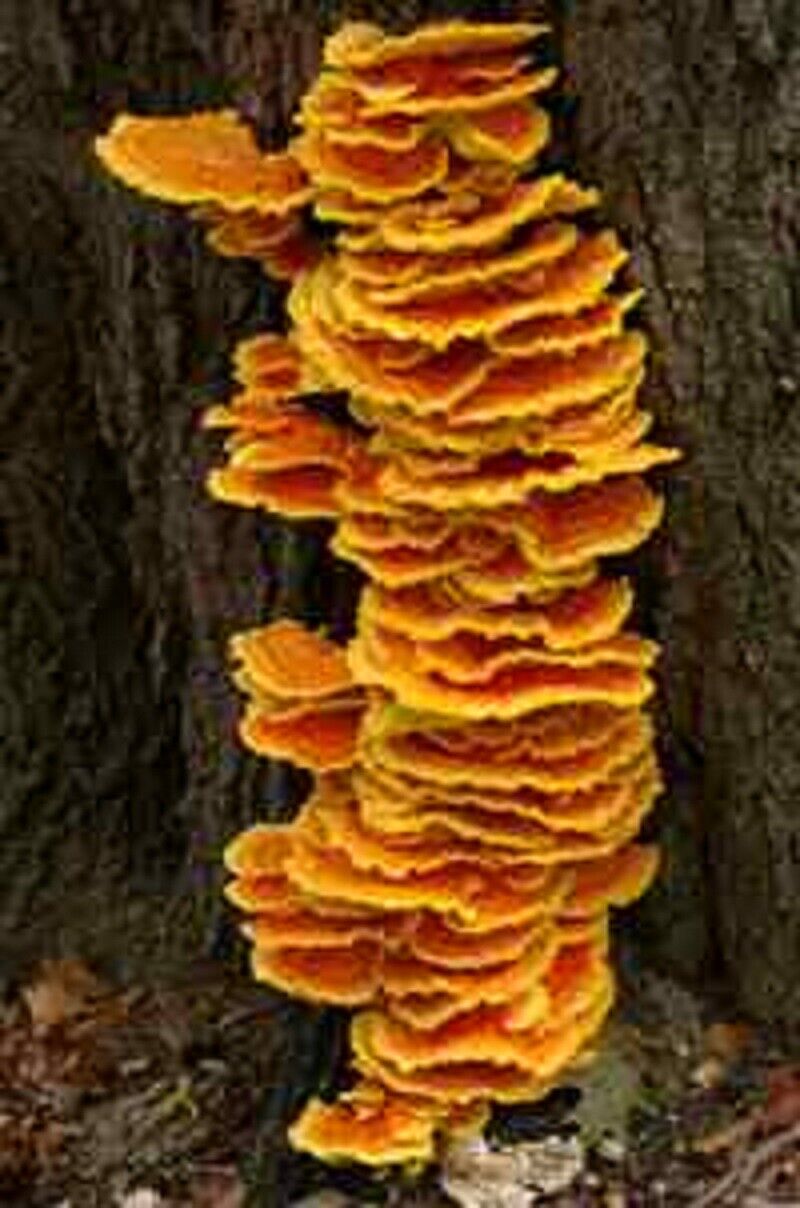 50 x Organic Chicken of the woods Mushroom Plugs-Grow Mushrooms on Logs!  Unbranded - фотография #3