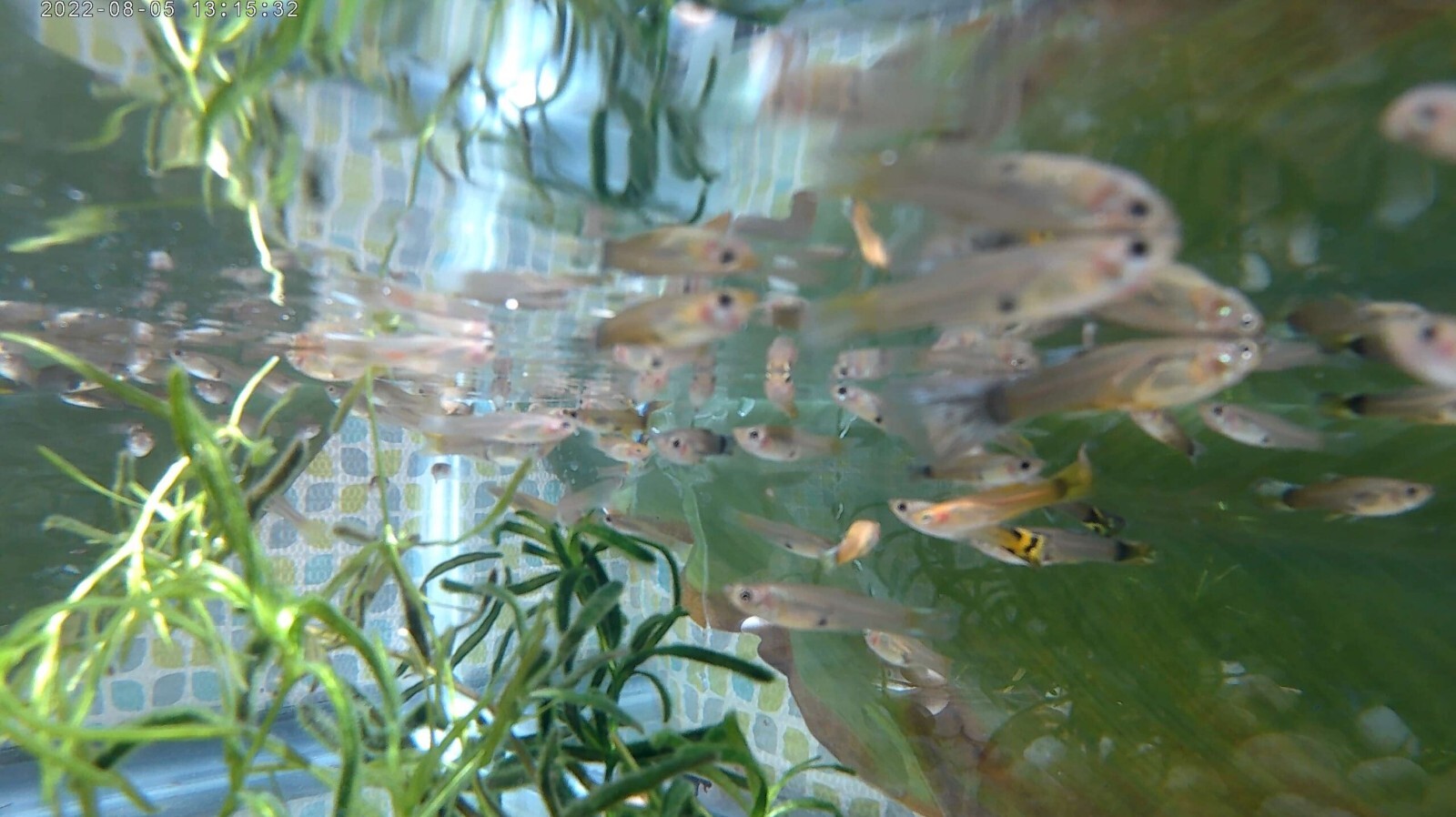 20pk Juvenile Female Guppies MP #020 (FREE SHIPPING) 20PK LITTLE LADIES 20pk Без бренда