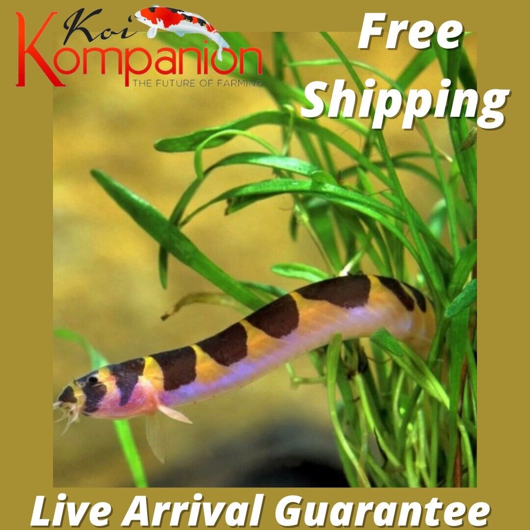 5/10/20X Kuhli Loach Beginner Aquarium Koi Kompanion Free Shipping Без бренда