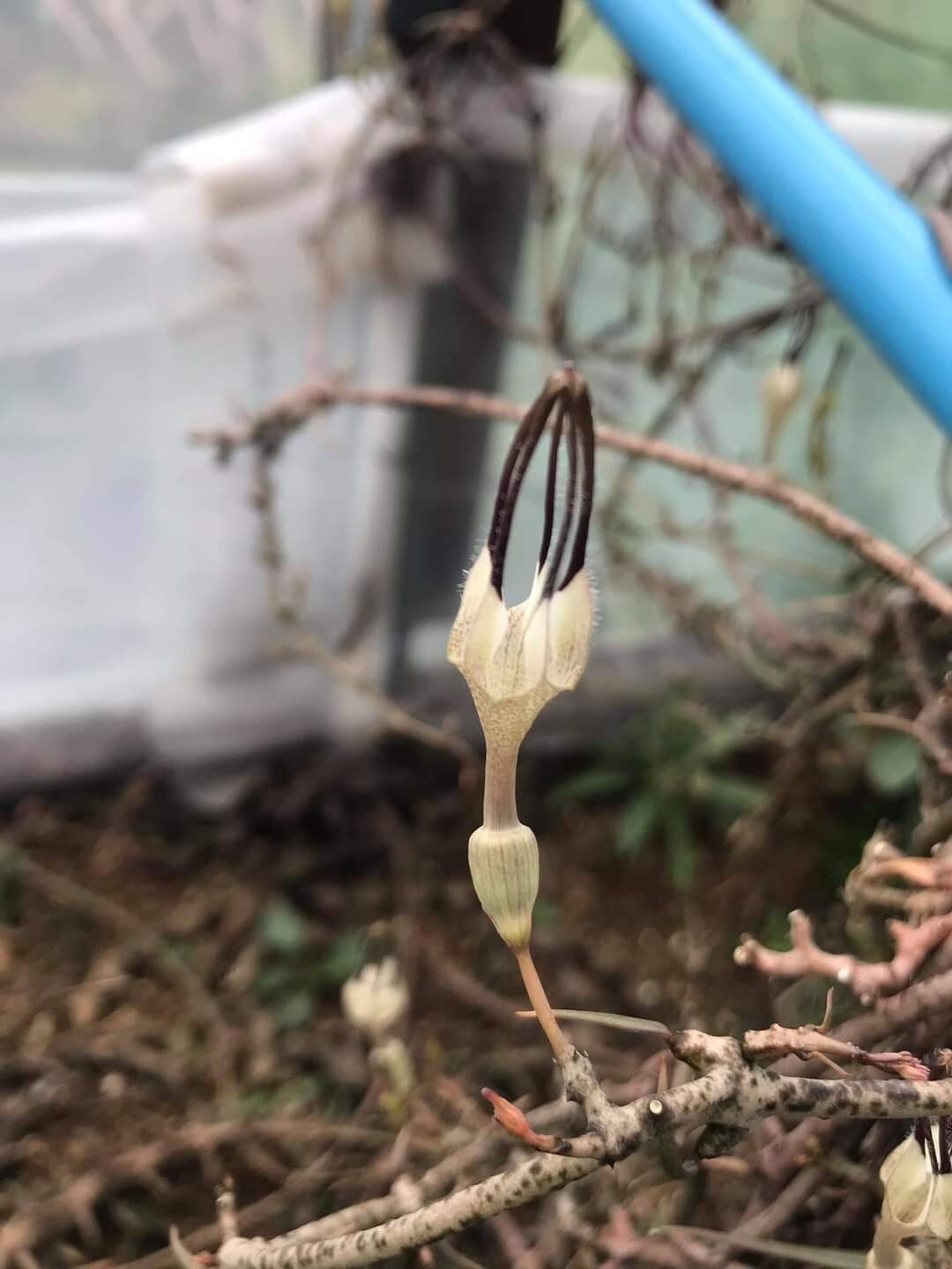Ceropegia bosseri 2 plants + Free Phyto , ASCLEPIADACEAE , APOCYNACEAE Unbranded - фотография #3
