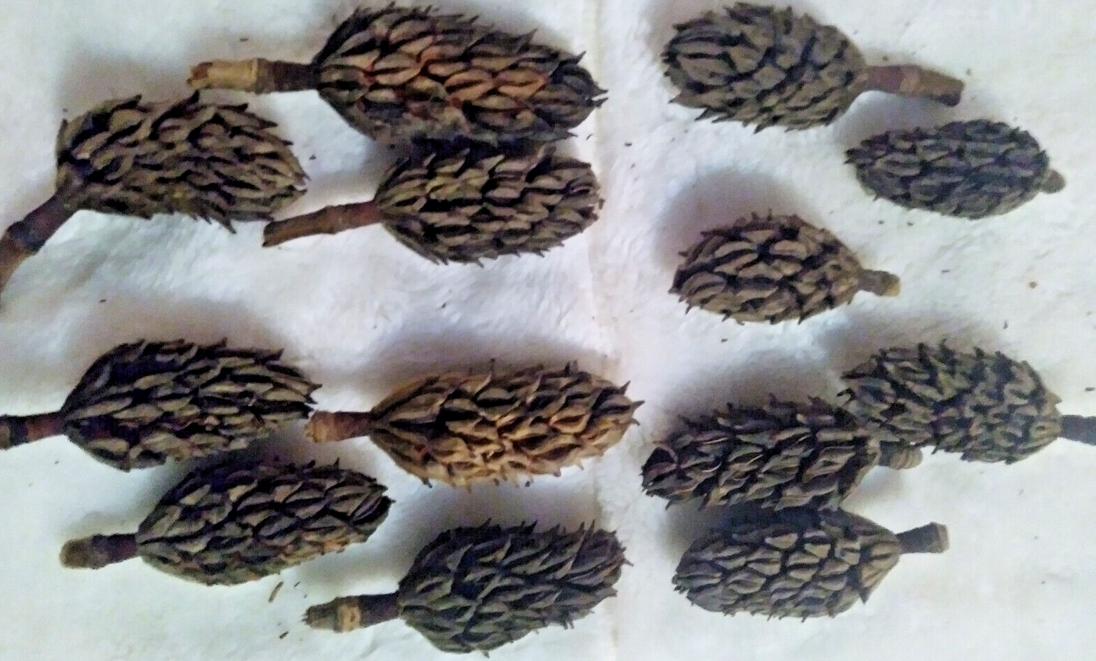 All Natural Real Magnolia seed pods Lot of 12 hand collected    Missouri handpicked locally