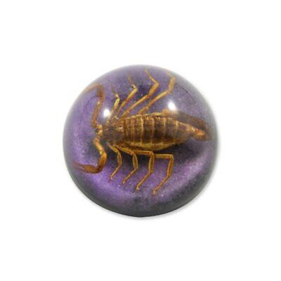 REALBUG 2 1/2 x 1 1/4" Golden Scorpion Dome Paperweight Purple  Does not apply Does Not Apply