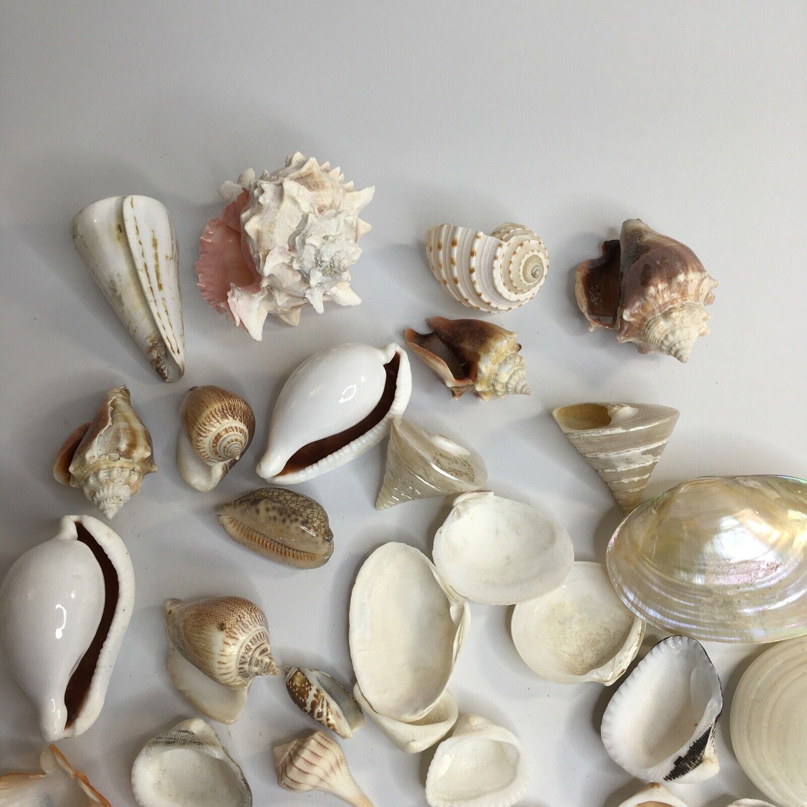 Lot 30+ Mixed Specimen Sea Shells Beach Nautical  Decor Crafts Aquarium Без бренда - фотография #4