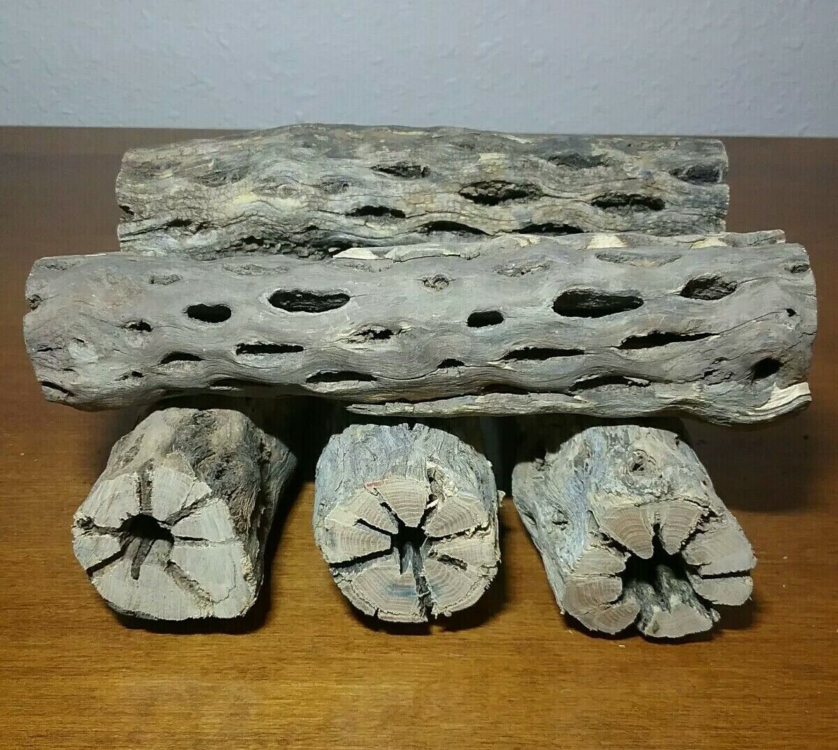 5 THICK pieces of 6" inch CHOLLA Wood Cactus | Fish, Shrimp Aquarium | Crafts! ephinCHOLLA