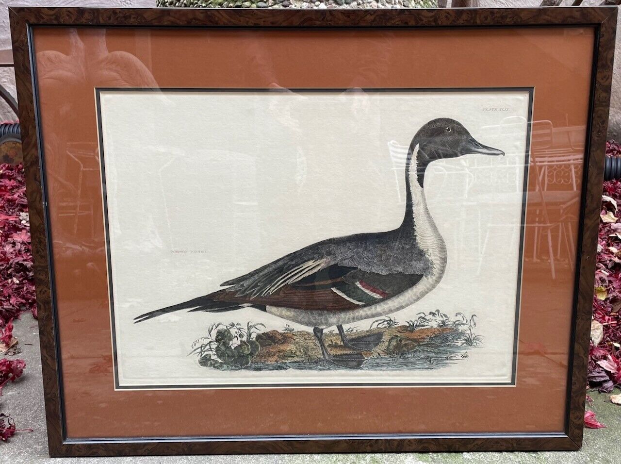 Prideaux John Selby "Common Pintail" Framed Hand-Colored Copper Engraving Без бренда