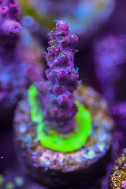 TGC Starfire Coral Frag SPS Zoa LPS Paly Polyps ReefNation Does Not Apply - фотография #3