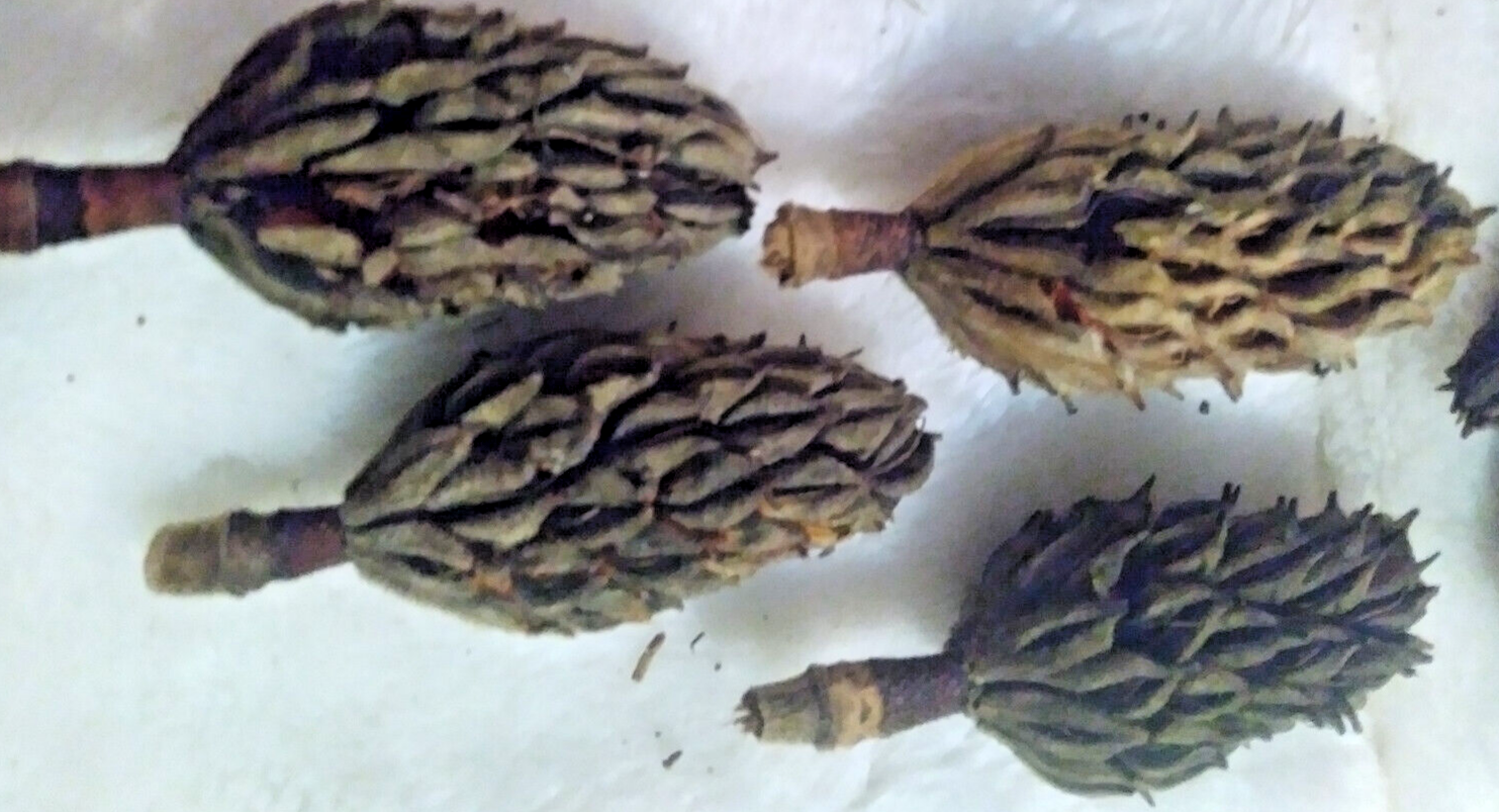 All Natural Real Magnolia seed pods Lot of 12 hand collected    Missouri handpicked locally - фотография #2