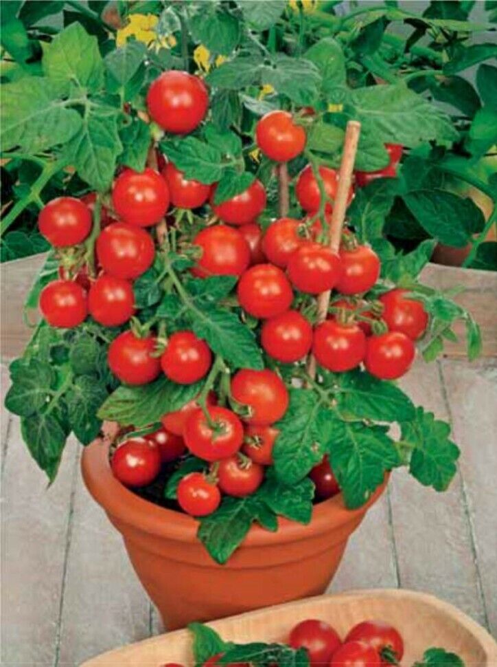 Seeds Tomato Balcony Miracle Red Vegetable Self-pollinating Organic Non GMO Unbranded - фотография #3