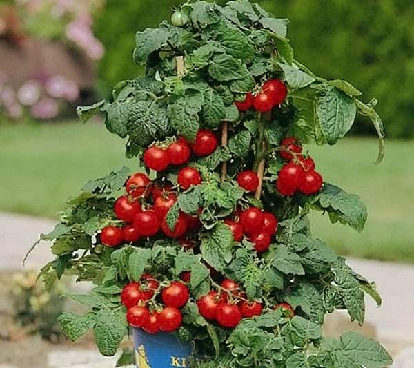 Seeds Tomato Balcony Miracle Red Vegetable Self-pollinating Organic Non GMO Unbranded - фотография #9