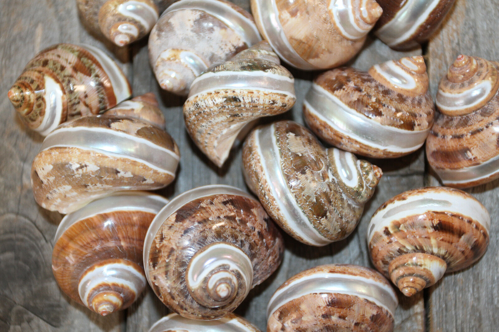 Turbo Petholatus with Stripe|Polished Seashells Ideal for Crafting Projects! Unbranded - фотография #5