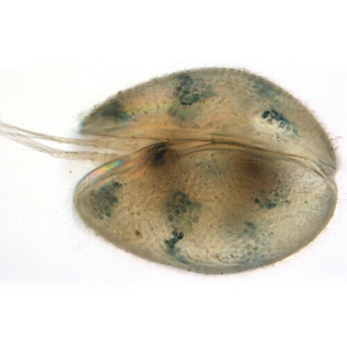 100+ Live Freshwater Seed Shrimp Culture, Ostracods - 1mm Size - Parasite Free! Без бренда - фотография #5