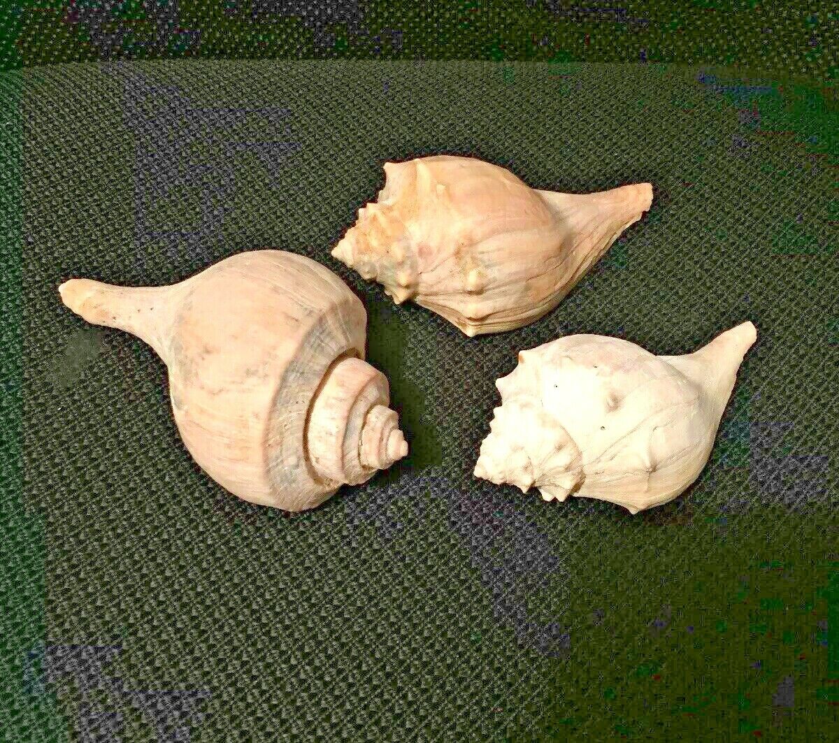 Lot of 3 Medium Queen Conch Sea Shells 4"- 5" Marine Ocean Seashore Decor Crafts Без бренда - фотография #2