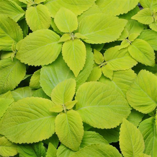 ~ Coleus * LIME DELIGHT * 20 Seeds * Premium SUN or SHADE !! Coleus does not apply