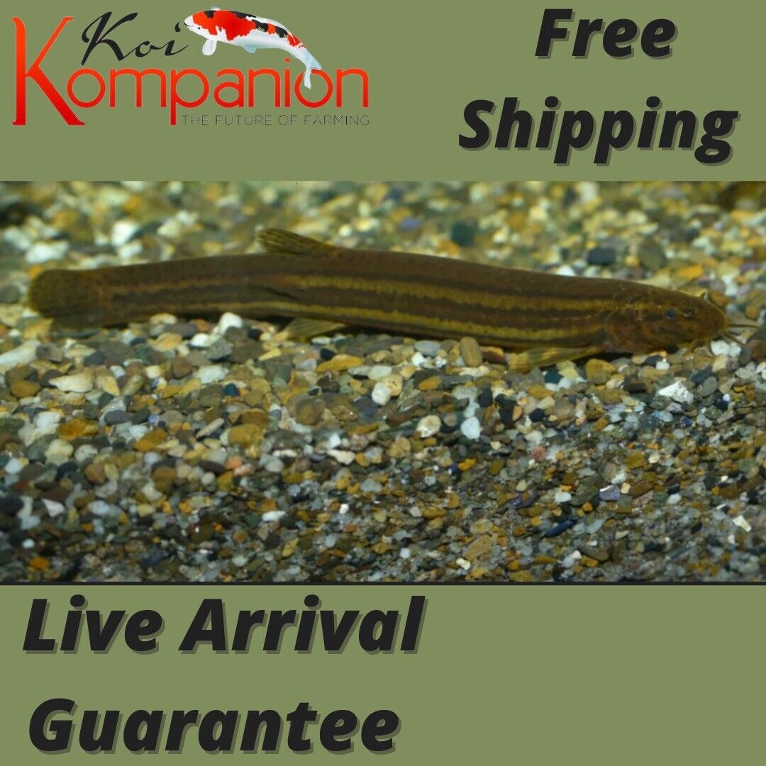 3/5/10X Dojo Loach Beginner Aquarium Koi Kompanion Free Shipping Без бренда