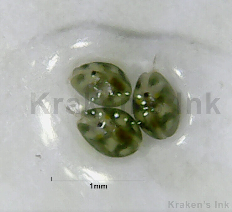 100+ Live Freshwater Seed Shrimp Culture, Ostracods - 1mm Size - Parasite Free! Без бренда - фотография #2