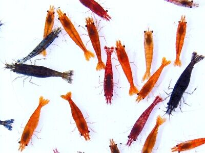 100 Shrimp Mixed Colors freshwater shrimp FREE overnight Shipping Без бренда