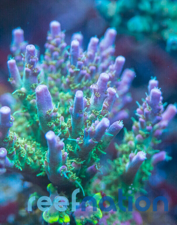TGC Starfire Coral Frag SPS Zoa LPS Paly Polyps ReefNation Does Not Apply