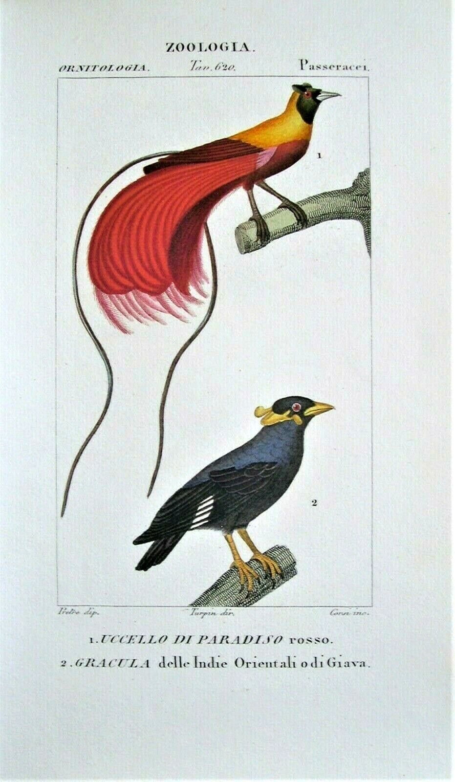 Turpin Original Antique Bird Prints; 2 Hand Colored Engravings: Florence, 1830 Без бренда - фотография #2