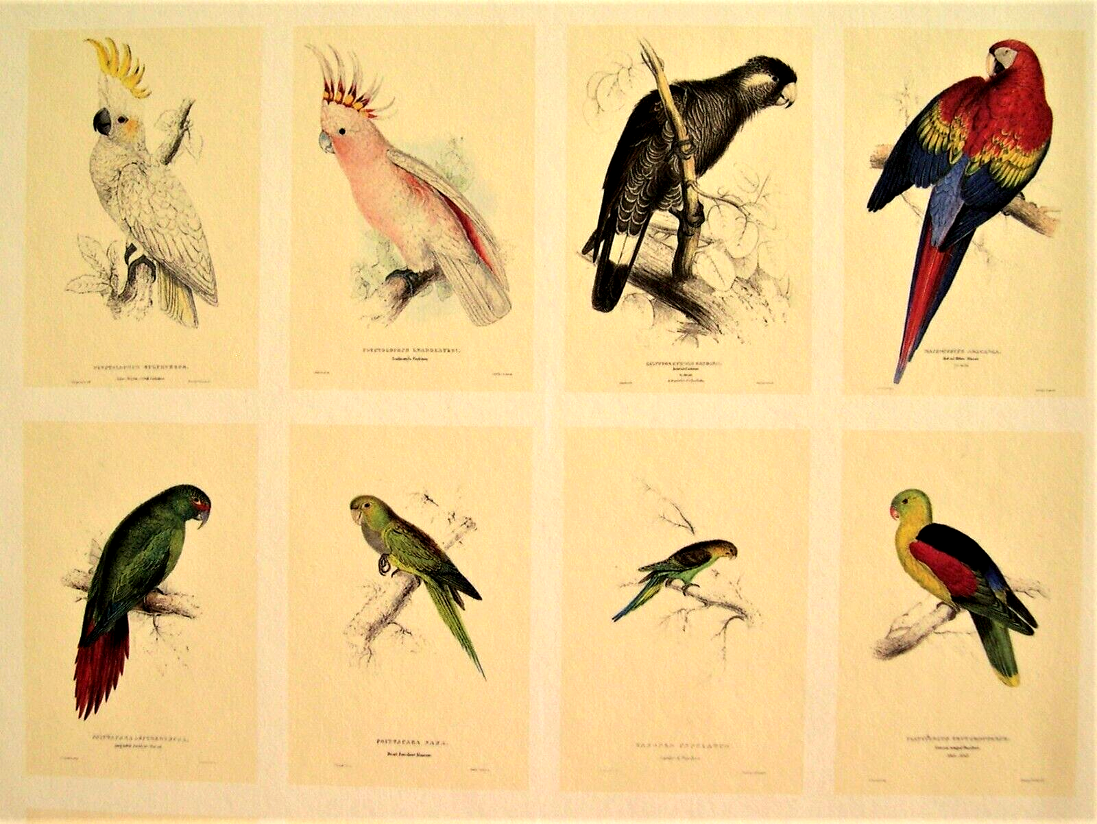 42 Lear Parrot Prints; The Complete Set Directly From His Original 1832 Folio Без бренда