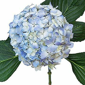 Premium Blue Hydrangea / 20 stems / Grower Direct / Quality Guaranteed Florasource Does Not Apply
