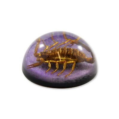 REALBUG 2 1/2 x 1 1/4" Golden Scorpion Dome Paperweight Purple  Does not apply Does Not Apply - фотография #4