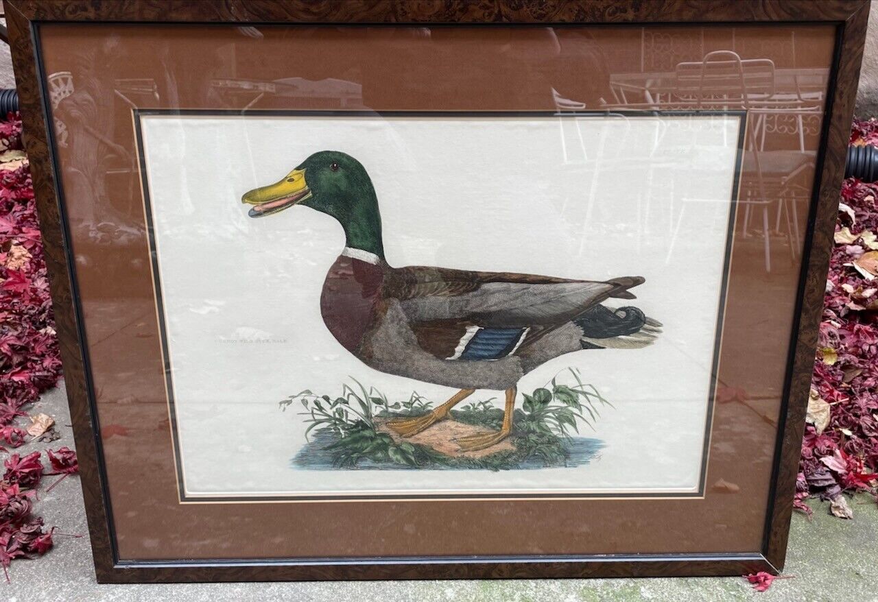 Prideaux John Selby "Common Wild Duck, Male" Hand-Colored Copper Engraving Без бренда