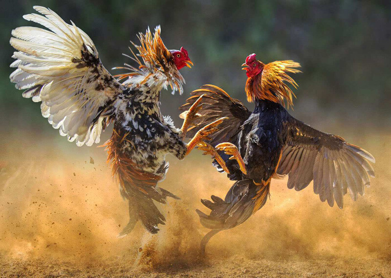 Set Vitamin Mega Power Speed Hardy Chicken Cock Rooster Supplement Thai LAMPAM Does not apply - фотография #7