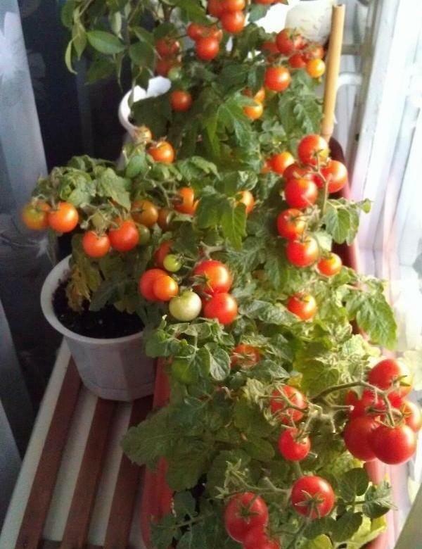 Seeds Tomato Balcony Miracle Red Vegetable Self-pollinating Organic Non GMO Unbranded - фотография #4