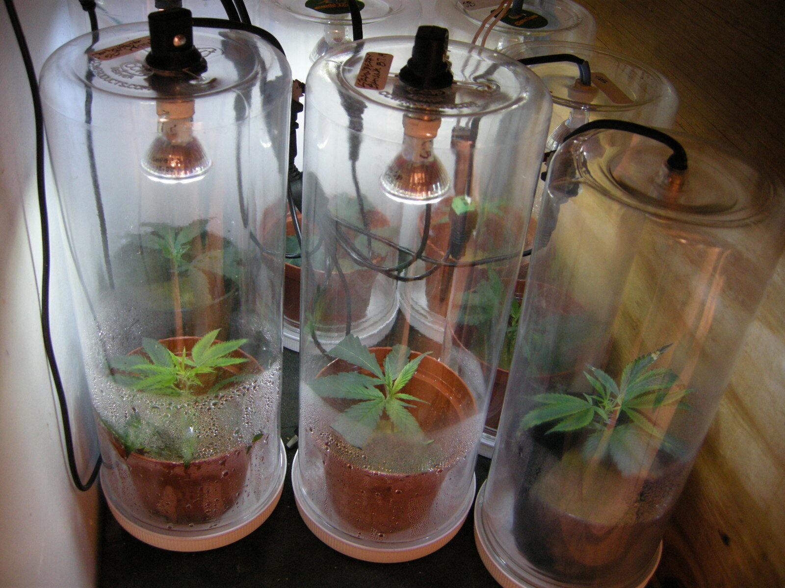 "CLONE DOME" For Cloning Pot Plants,Perfect Light,Heat,Air,Moisture,Led Light Unbranded - фотография #8
