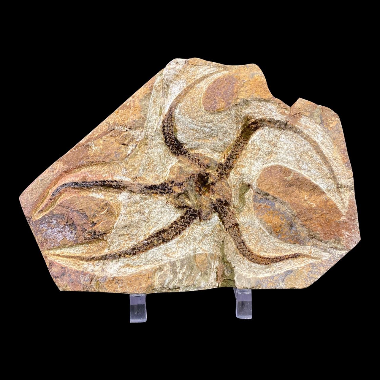 Brittle Star Fish Fossil Без бренда