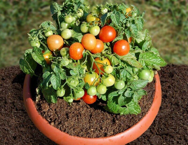 Seeds Tomato Balcony Miracle Red Vegetable Self-pollinating Organic Non GMO Unbranded