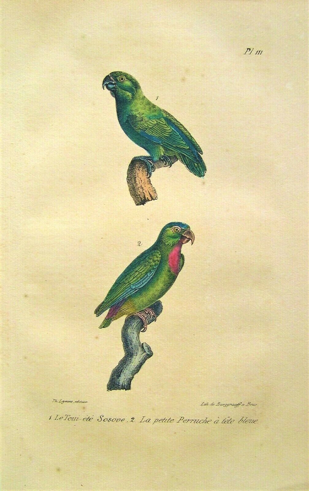4 Antique Parrot Prints: Hand Colored: Parrot: Count De Lacepede; Paris 1847 Без бренда - фотография #2