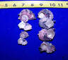 LOT 6  PINK DELPHINULA hermit crab sea shells seashell ITEM # 1030-6 Без бренда
