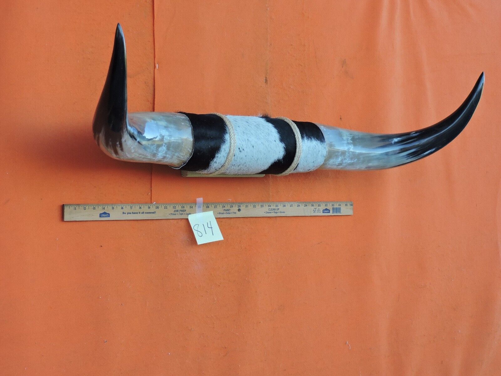 814  MOUNTED STEER HORNS 3' 9" tip to tip 15 1/4" bases  COW BULL HORN LONGHORN Jernigans Taxidermy - фотография #3