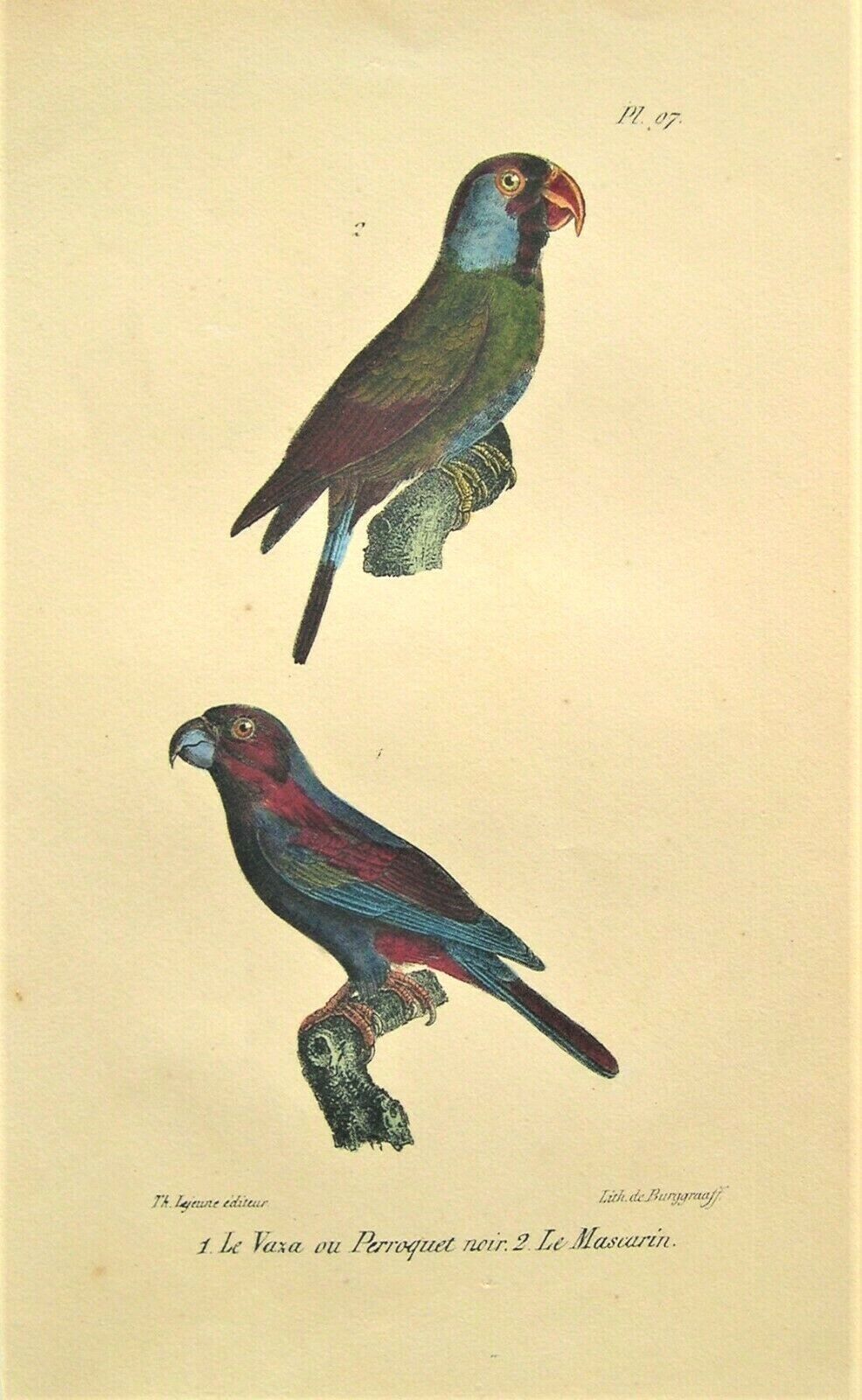 4 Antique Parrot Prints: Hand Colored: Parrot: Count De Lacepede; Paris 1847 Без бренда - фотография #4