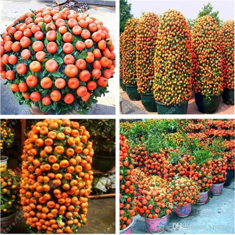 20 Dwarf Tangerine Mandarin Orange Citrus Fruit Bonsai Tree Seeds Easy Grow ! Unbranded Does not apply