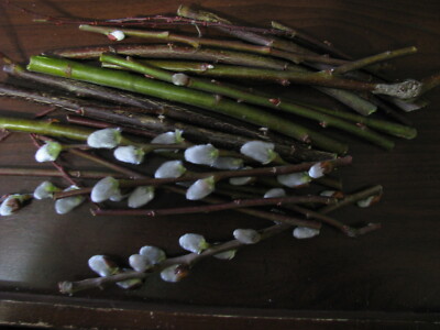 50 piece lot of White Pussy Willow Tree Stems for planting 6 to 8 inch Unbranded