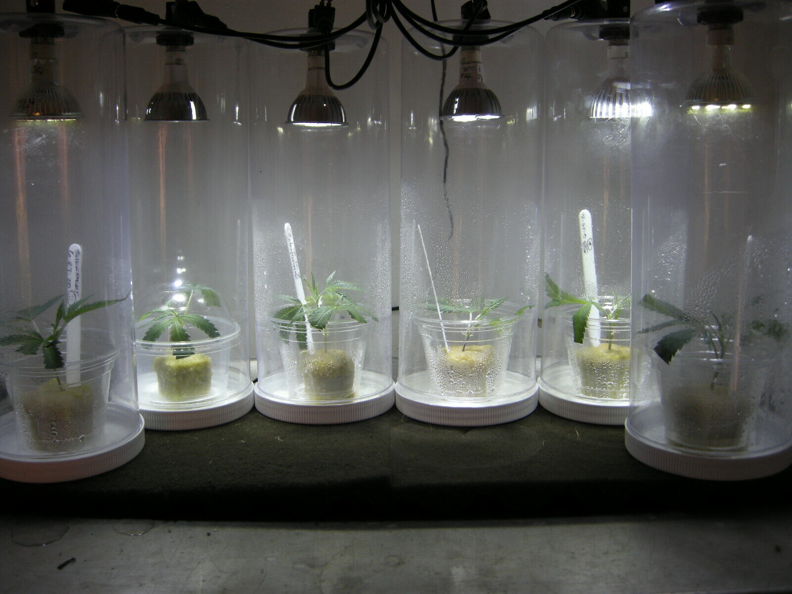 "CLONE DOME" For Cloning Pot Plants,Perfect Light,Heat,Air,Moisture,Led bulb Unbranded - фотография #4