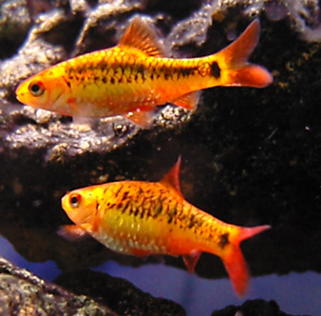 6 Gold Barbs Live Freshwater Aquarium Fish Без бренда